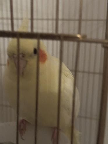 quş qaz: Nymph paraket (cockatiel) – sarı/albino tonlarında, yanaqlarda narıncı — 2