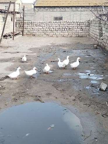 Şirniyyat məhsulları: Məhsul: Ördək yumurtası Pekin ordek yumurtası tam arginal mayali — 5