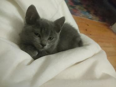 heyvanlar ucun: Siam, Dişi — 3