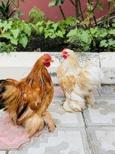 toyuq yuvası: Toyuq, Brama, Damazlıq — 3