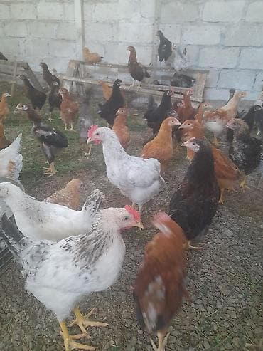 elan it: Məhsul: Yerli cins qarışığı cücələr/toyuqlar Təsvir: - Şəkillərdə — 1