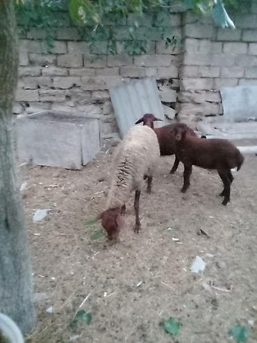 poni şəkilləri: Salam endirim olacaq dişi qoyun iki balasıyla əkiz 1 Erkey 1 dişi — 7