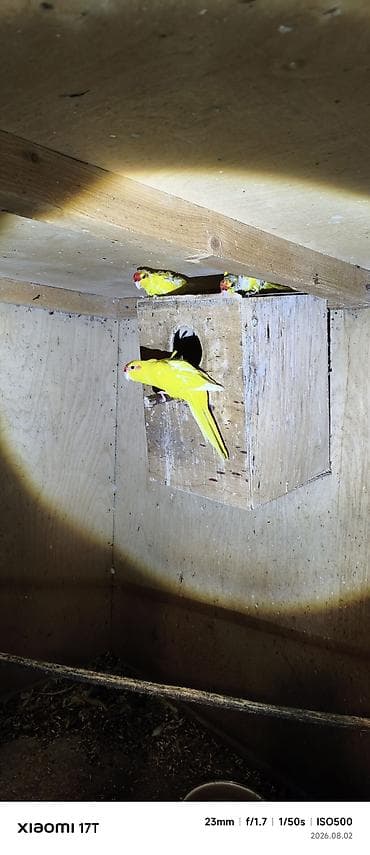 bulbul quşu: Sarı qırmızıbaş papuqaylar (koloniya satışı) kakariki balalar öz — 4