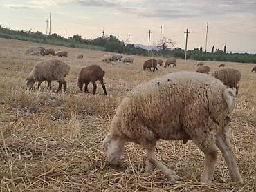 Ümümi 68 baş heyvandı 6 qoyun 62 quzudur quzuların çoxu erkək