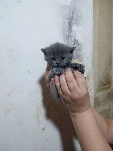 usaq ucun at: Britan — 10