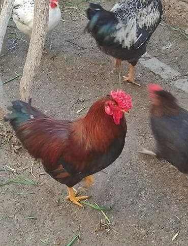 Птицы: Xoruzlar 1 illiy biri 15 manatdı — 1