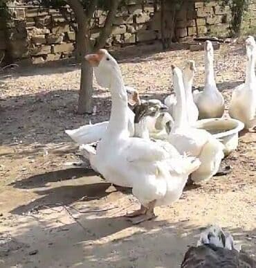 Toyota: Xalmaqor erkək qaz lazımdı kimdə varsa əlaqə saxlasın fantastik — 1