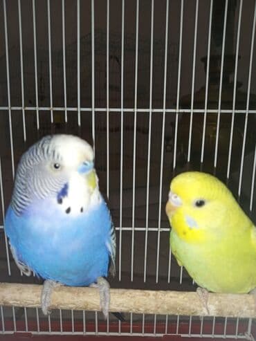 Cüt quşlar satılır qəfəslərlə bir yerdə ucuz qiymətə valnistiy