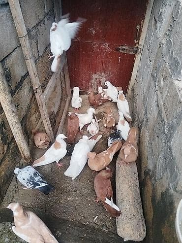 Təcili satılır gəncə 18 quş 150 manat — 7