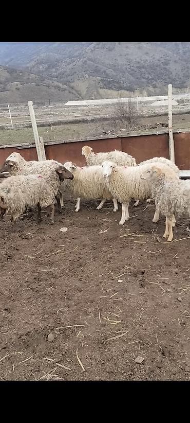 Damazlıq qoyunlar 3ü şişəkdi ağ kərə şişək satılıb qalanlar satılır
