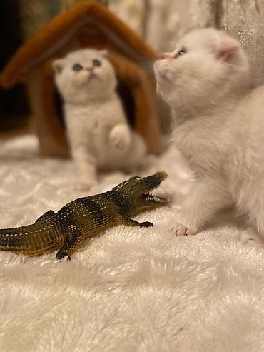 pişik: Yumşaq oyuncaq timsah – realist detallı plastik fiqur - Material — 2