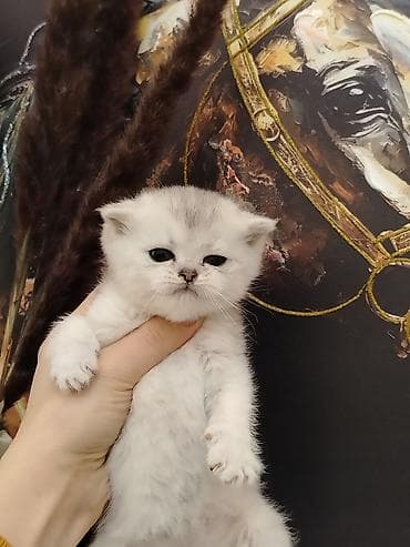 С/х животные и товары: Шотландская — 3