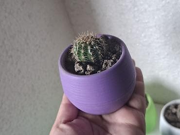 mal dili bitkisi: Mini kaktus kompozisiyası – rəngli dekorativ saksılarda - Bitki — 1