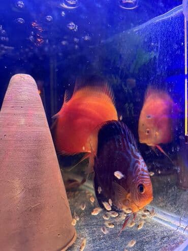 Quşlar: Diskus — 4