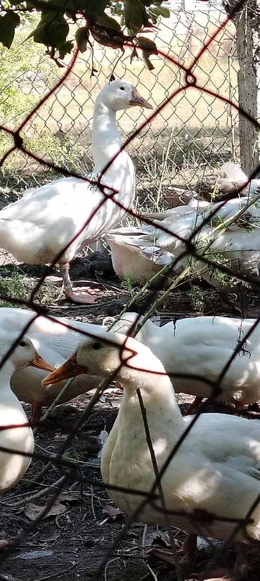 qedim samovar aliram: Məhsul: Qaz ve Balası . İRİ sortu.Bala 5.manat.Qaz isə fərəsi — 5