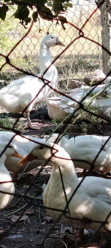 HƏR Növ lal ördək sortu satılır. Lal ördək yaxşı çəkili olur. 35 — 2