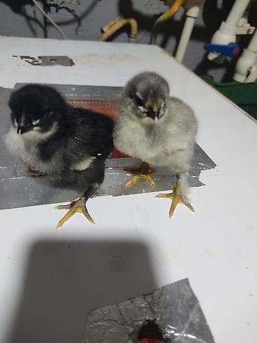 balaca ağ itlər: Australorp Xarkaov cucelerin
Sifarişi — 9