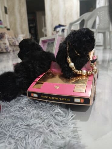 itlər pudel: Pudel, 2 ay, Dişi, Sənədli, Pulsuz çatdırılma — 9