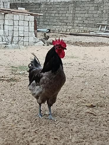 С/х животные и товары: Alman sortu olan boz austrolrp xoruzu satılır.1il 1 aylıqdır.Çox aktiv — 1