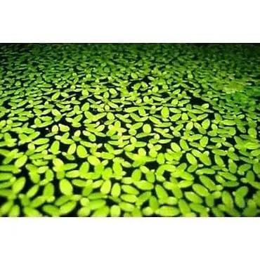 ari mumu satilir: Su mercimeyi (Lemna minor) – akvarium və hovuzlar üçün üzən bitki - — 1