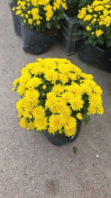ag yasemen: 1.50 aznden başlayan qiymətlərlə Xrizantema (Chrysanthemum) bəzək — 14