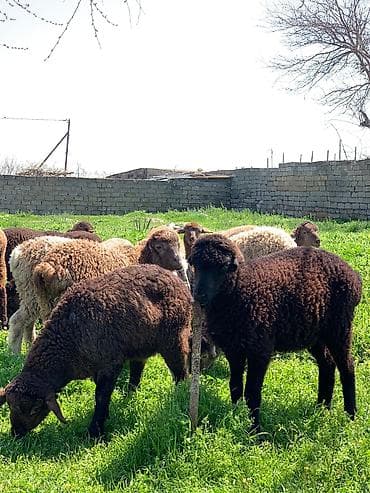 qoyun sürüsü: Qoyun sürüsü – ət və yun istiqamətli - Növ: Qoyun (qarışıq rənglər – — 2