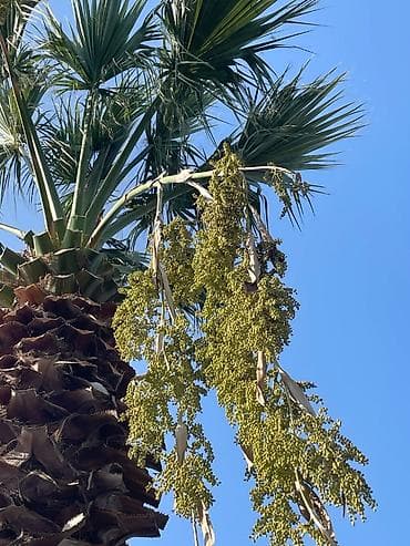 ucuz taxtalar: Palma ağacları – dekorativ landşaft üçün (Təcili 50 faiz aşağı — 4