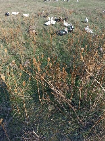 heyvan bazari inekler: Самка, | Lal ordek, Для разведения — 1