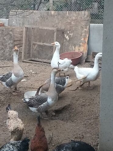 Qazlar.linda qazları