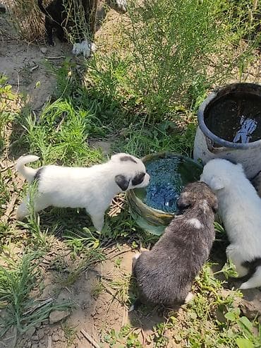 Alabay, 1 ay, Dişi lalafo.az -da Alabay, 1 ay, Dişi