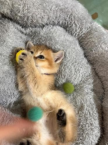 Pişiklər: Britan — 1