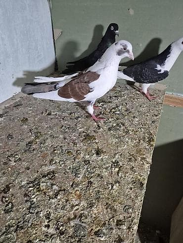 qumru quşu rusca: 1) Qara ağ baş desdə ağ quyruğlar 1 erkəy 1 maya erkəy Masazırda maya — 4