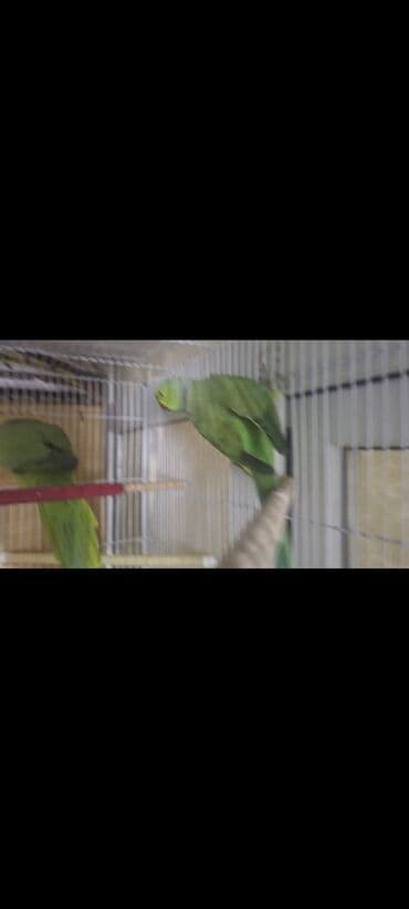 tuk tuk mmc: Salam. hazir cute teze atilmis quslardi tutulma deyil disi qus nese 1 — 4