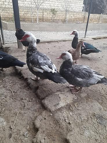 kayuqa ordek: Lal ördəklər satılır. Qiyməti razılaşma yolu ilə — 7