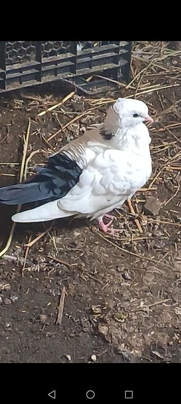 tetra quşu: Məhsul:Salam damazlıq sağlam bala verən quslarimdir, erkey oynaq göy — 8