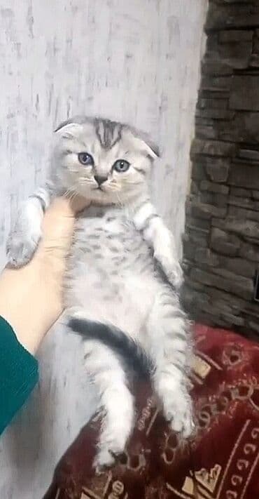 pişik latoku: Şotland, Erkək, Dişi, Ünvandan götürmə, Ödənişli çatdırılma — 1