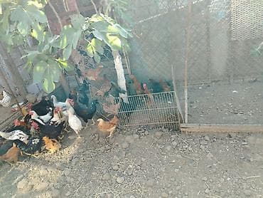kend toyuqlari satisi: Məhsul: 20 dene xoruz Təsvir: - Açıq həyətyanı sahədə saxlanılan — 5