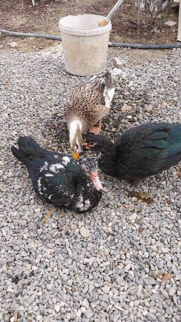 ördək balası satışı: Məhsul: Ördəklər (3 ədəd) Təsvir: - 2 ədəd muskovi (hind) ördək – — 4