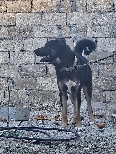 itlərin satşı: Qafqaz çoban iti, 1 il, Erkek, Pulsuz çatdırılma — 5