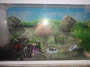 İşıqlı Akvarium satılır. Ölçü: 70x17x30(sm) İçərisində filteri və