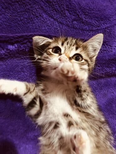 котенок в хорошие руки: Tabbi, Yaxşı əllərə — 5