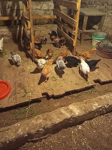 gence toyuqlar: 3ayna təzə keçiblər 20ededir ünvan mestaga kendi .kim isdese vatsappa — 1