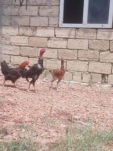 kanada sortu hinduska: Təmiz qan Heyratı ilə fərəsi satılır 9 aylıqdılar sağlam heyvanlardı 2 — 3