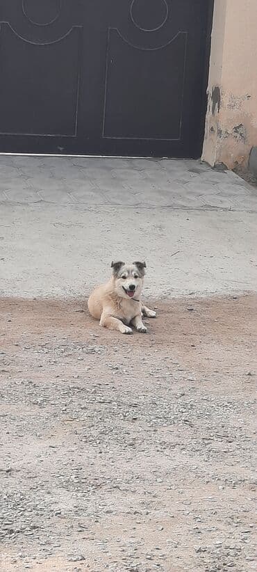 Gəmiricilər: Belçika çoban iti, 11 ay, Erkek, Ünvandan götürmə — 5