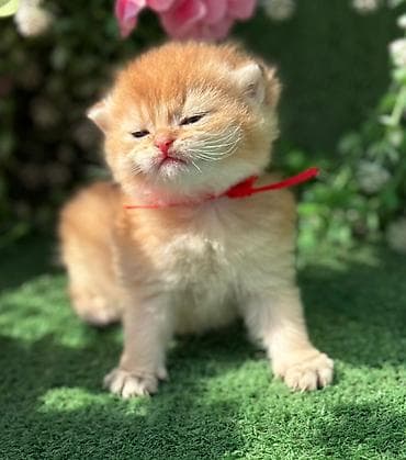 Кошки: Шотладская вислоухая — 3