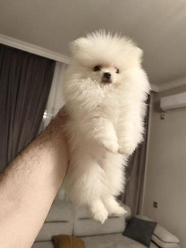 itlə: Şpitz, 3 ay, Erkek, Peyvəndli, Ünvandan götürmə — 2