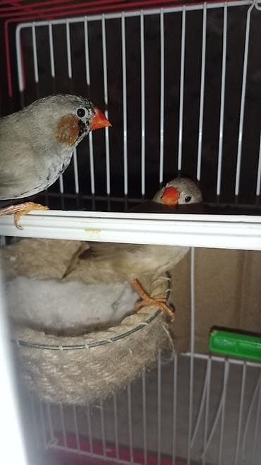 koker spaniel satilir: Salam Hind bülbülüdür tam sağlam tam gümrah hər şeyi ilə birlikdə — 3