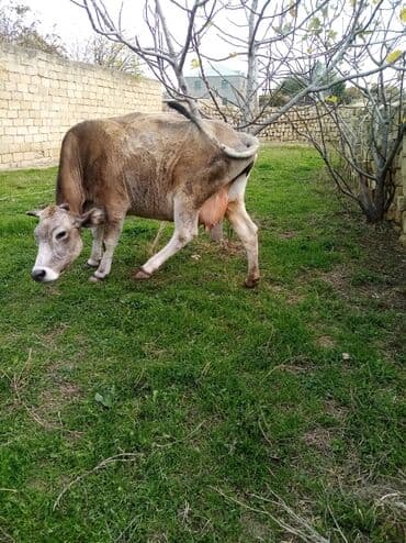 inek fermasi: Salam südverən İNƏK. 6.7 LİTİR SÜD VERİR YAĞLI SÜDÜ VAR DİŞlİ CAVAN — 6