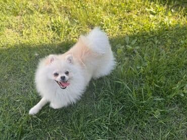 сколько стоит собака чихуахуа: Şpitz — 4