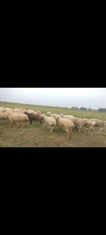 bakida cins ineklerin satisi: Dişi, il: 1, 50 kq, Damazlıq, Ünvandan götürmə — 12